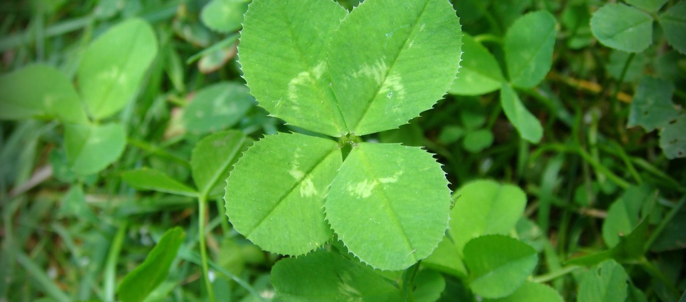 A four-leaf clover among clover leaves